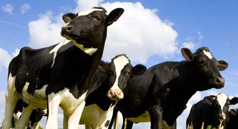 Florida Dairy Farmers Website